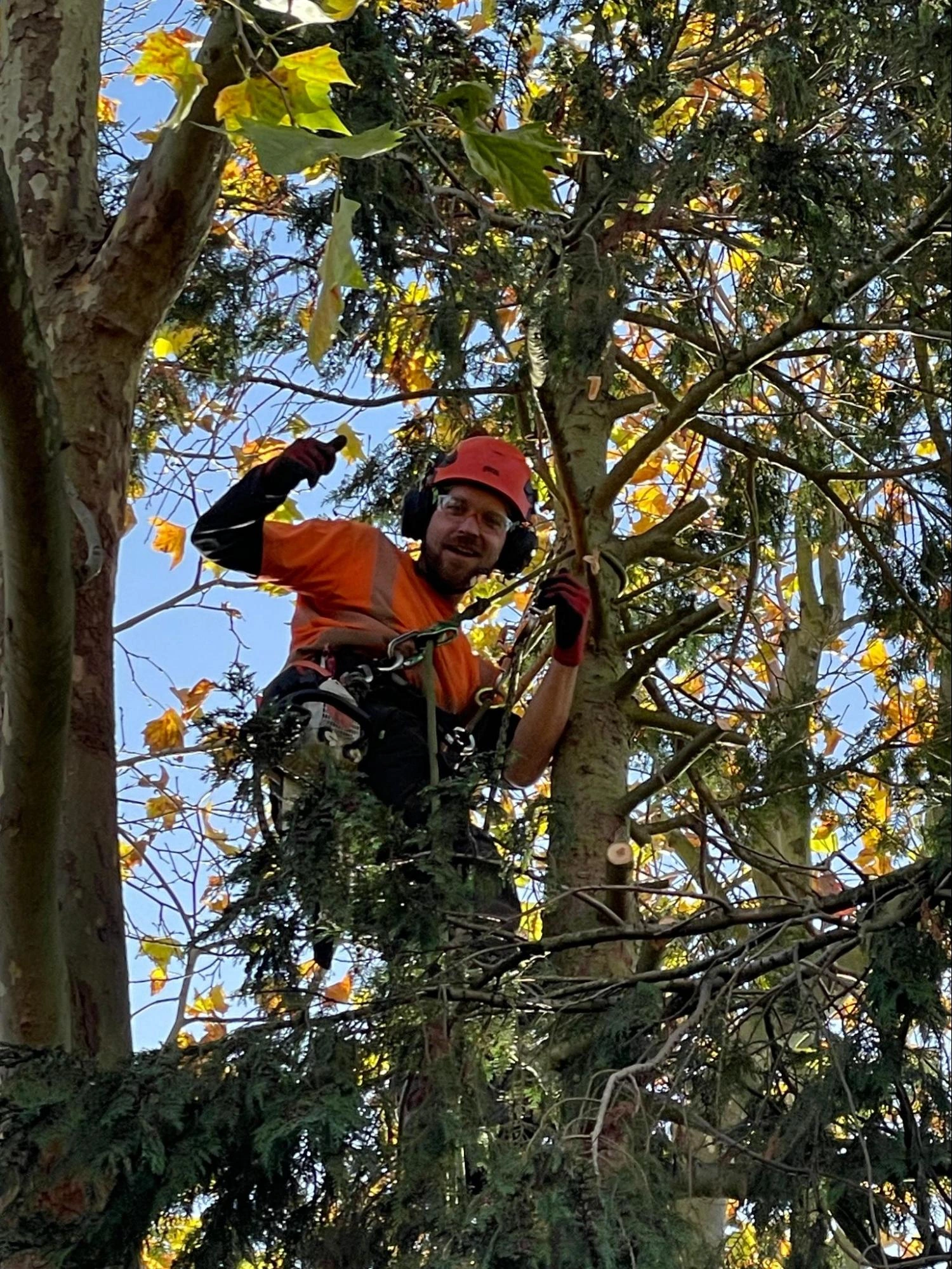 Leytonstone Tree Care Experts